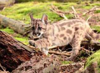 Rescued Mountain Lion Cub Plays with Stuffed Gorilla at Oakland Zoo news-24092024-070927