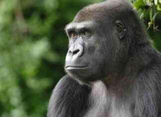 Releasing Guam Sihek Back to its Natural Habitat: A Conservation Success Story news-24092024-074532