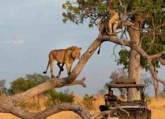 Live Stream of Big Cats 24/7 Camp in Botswana by BBC Earth – Watch Now! news-24092024-080133