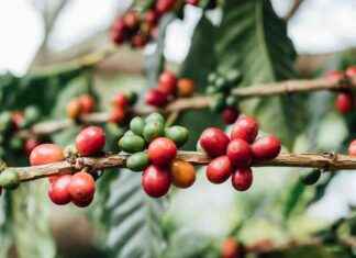 Sustainable Coffee Production in Tanzania: A Path to Net Zero Emissions news-24092024-144026