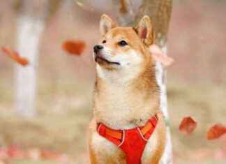 Shiba Inu Price Prediction: Will It Deliver or Disappoint? news-24092024-162508