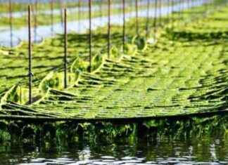 Commercial Seaweed Market Forecast 2024-2031: Size, Share, Growth Analysis by E.I. Du Pont de Nemours news-24092024-163558