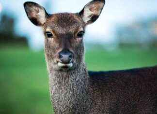 Mayo Deer Population Boom Poses Threat to Farms and Roads – Sept 2024 news-25092024-162415