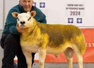 Texel Rams Command Top Price of 4,800gns at Thainstone Auction news-27092024-105512