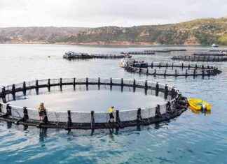 Barramundi Seeks Legal Protections in Singapore for ‘Reconstruction’ news-15102024-173913