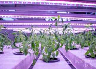 Maximizing Efficiency in Vertical Farming Operations: Calculating the Cost-Effectiveness news-16102024-160217