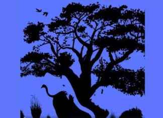 Animal Optical Illusion Test: What Your Choice Reveals About You news-17102024-163109