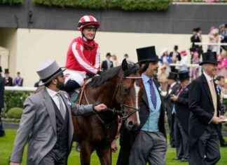 Brad Bradsell Retires to The National Stud Following Breeders’ Cup Finale news-18102024-095350