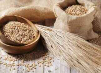 Global Barley Market Forecast: Trends and Demand Outlook for 2032 news-19102024-004521