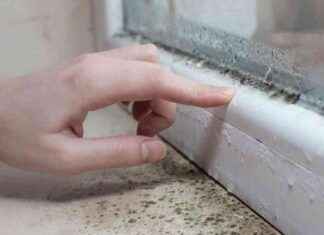 Easy Mould Removal: Expert-Approved Household Essentials news-20102024-013445