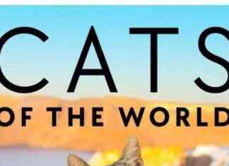 Exploring the Fascinating World of Cats with Kitten Lady Hannah Shaw and Cat Photographer Andrew Marttila news-20102024-084200