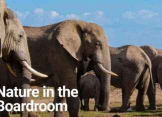 Bringing Nature Inside: The Benefits of Biophilic Design in the Workplace news-21102024-042643