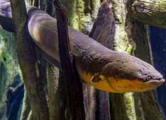 Electric Eels: Capable of Producing 800 Volts of Electricity news-29102024-141201