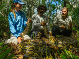 How The Conservancy Of Southwest Florida Is Revolutionizing Wildlife Conservation Forever!