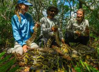 How The Conservancy Of Southwest Florida Is Revolutionizing Wildlife Conservation Forever! How The Conservancy Of Southwest Florida Is Revolutionizing Wildlife Conservation Forever!