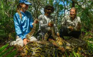 How The Conservancy Of Southwest Florida Is Revolutionizing Wildlife Conservation Forever! How The Conservancy Of Southwest Florida Is Revolutionizing Wildlife Conservation Forever!