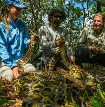 How The Conservancy Of Southwest Florida Is Revolutionizing Wildlife Conservation Forever! How The Conservancy Of Southwest Florida Is Revolutionizing Wildlife Conservation Forever!