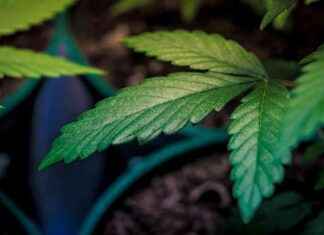 Nevada Officials Stop Penalizing Boxers & MMA Fighters for Marijuana – Update on Rules news-01112024-090217