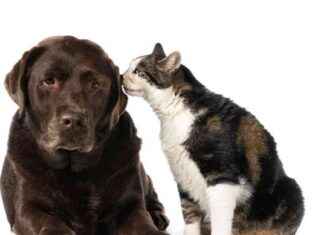 Rover Acquires Cat In A Flat: Enhancing Pet Parent Experience news-01112024-122441