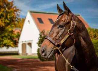 Gainesway Stud Fees Update: New Rates for Breeding Season news-05112024-231347