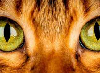 Military Drones: Harnessing Feline Abilities for Power news-10112024-104136