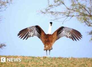 Saving the Great Indian Bustard: Experts Celebrate Major Progress in Conservation Efforts news-12112024-131952