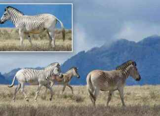 Resurrected Extinct Species: Fact or Fiction? news-12112024-132028