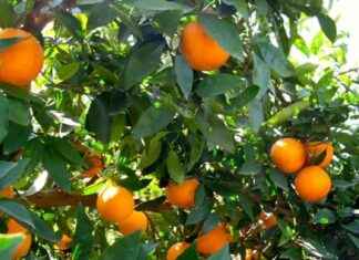 South American Citrus Fails to Offset Spanish Losses: Analysis and Implications news-14112024-133258