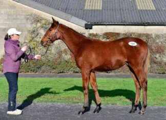 High-Priced Colt Sells for €92,000 at Tattersalls Ireland news-14112024-185124