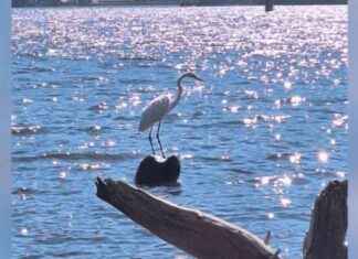 36-Year-Old Man Accused of Killing Beloved Bird in Southern California news-17112024-102020