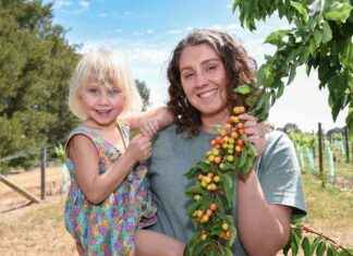 Cherry Season Thriving Despite Early Frosts – Wangaratta Chronicle news-17112024-215522
