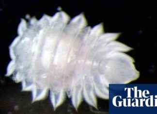 Boosting Interest in Marine Life with Pint-Sized Crustacean Named after New Zealand Brewery news-21112024-121237