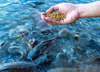Aquaculture Feed Market: Rising Demand and Growth Opportunities news-21112024-205949