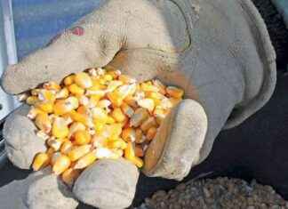 Navigating the Unique Corn Market Trends During the Holiday Season news-22112024-080711