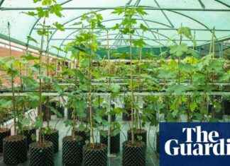 Announcing Recipients of Sycamore Gap Saplings for Renewal and Growth news-29112024-125807