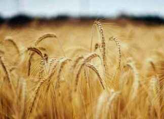 Decline in EU Soft Wheat Exports for 2024/25 Season decline-in-eu-soft-wheat-exports-for-202425-season