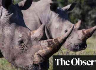 Legalizing Rhino Horn Trade: A Wildlife Expert’s Perspective legalizing-rhino-horn-trade-a-wildlife-experts-perspective