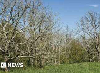 Felling Diseased Trees Along Leicestershire’s Busy Road for Safety news-01122024-073651