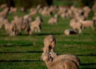 New Zealand Golf Course Replaces Sheep with Mowers news-01122024-134019