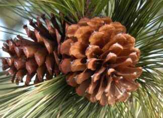 Enhancing AI Knowledge Platform with Pinecone: A Complete Guide news-03122024-063507