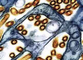 Identifying and Addressing Bird Flu through Wastewater Testing in the Central Valley dentifying-and-addressing-bird-flu-through-wastewater-testing-in-the-central-valley
