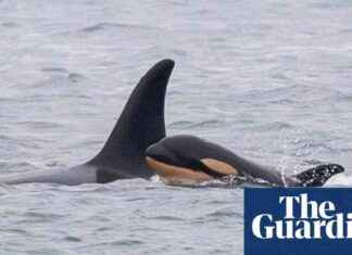 Orca Whale Continues to Grieve with Dead Calf: Latest Sighting orca-whale-continues-to-grieve-with-dead-calf-latest-sighting