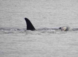 Orca’s Grief: Mother Loses Second Calf in Heartbreaking Tragedy orcas-grief-mother-loses-second-calf-in-heartbreaking-tragedy