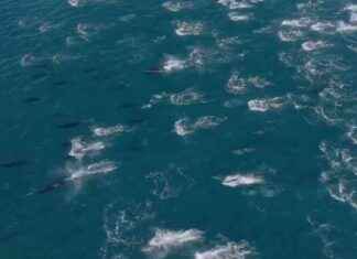 California Bay Superpod: Thousands of Dolphins Spotted by Boat Crew california-bay-superpod-thousands-of-dolphins-spotted-by-boat-crew