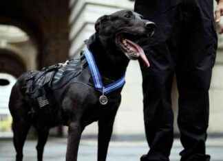 Hurricane, Hero Dog Who Protected Obama White House, Dies hurricane-hero-dog-who-protected-obama-white-house-dies