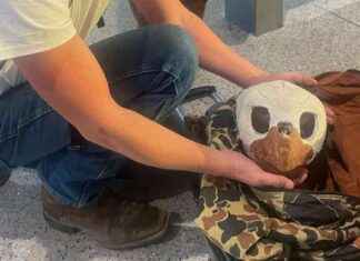 Illegal Hunting Boasting Caught by Wildlife Officers on Flight llegal-hunting-boasting-caught-by-wildlife-officers-on-flight