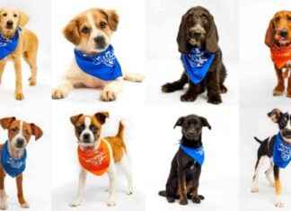 Puppy Bowl 2025: N.J. Puppies & Dog Rescue Stories puppy-bowl-2025-nj-puppies-dog-rescue-stories