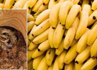 Rare Conservation Agency Discovers Unwanted Hitchhiker in Banana Shipment rare-conservation-agency-discovers-unwanted-hitchhiker-in-banana-shipment