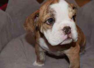 Thief Fakes Seizure to Steal Bulldogs: Authorities Investigate thief-fakes-seizure-to-steal-bulldogs-authorities-nvestigate