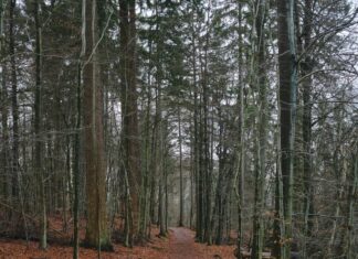 Unlock the Secrets of Free Streaming on Flixtor.to: A Complete Guide